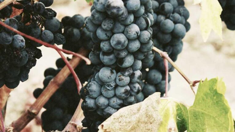 How To Reach Cricbet99 Helpline Number?